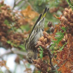 #bird-column, #Boothbay-Register, #Wiscasset-Newsapaper, #jeff-and-allison-wells, #birds, #winter-finches, #irrupion