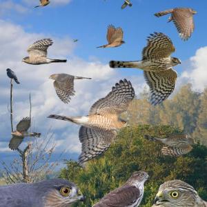 #bird-column, #maine, #boothbay-register, #Jeff-and-Allison-Wells, #birds, #sharp-shined-hawk