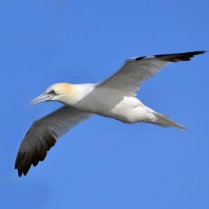 #bird-column, #boobies, #gannets, #boothbay-register, #jeff-and-allison-wells, #birds, #maine
