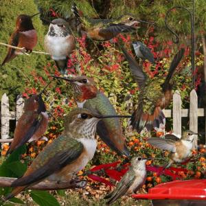 #bird-column, #boothbay-register, #jeff-and-allison-wells, #birds, #maine, #hummingbirds