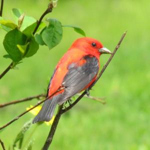 #bird-column, #boothbay-register, #jeff-and-allison-wells, #birds, #maine, #scarlet-tanager