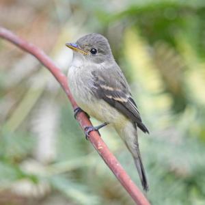 #bird-column, #jeff-and-allison-wells, #birds, #maine, #boothbay-register, #willow-flycatcher