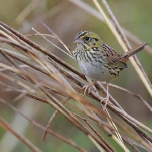 #bird-column, #Jeff and Allison Wells, #birds, #boothbay register, #maine, #henslow’s sparrow